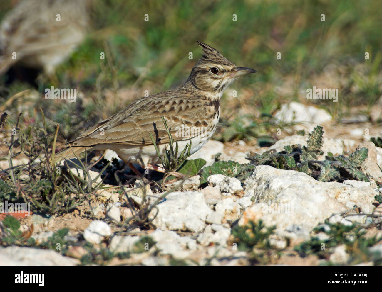 Erklommene Lerche. Galerida cristata Stockfoto