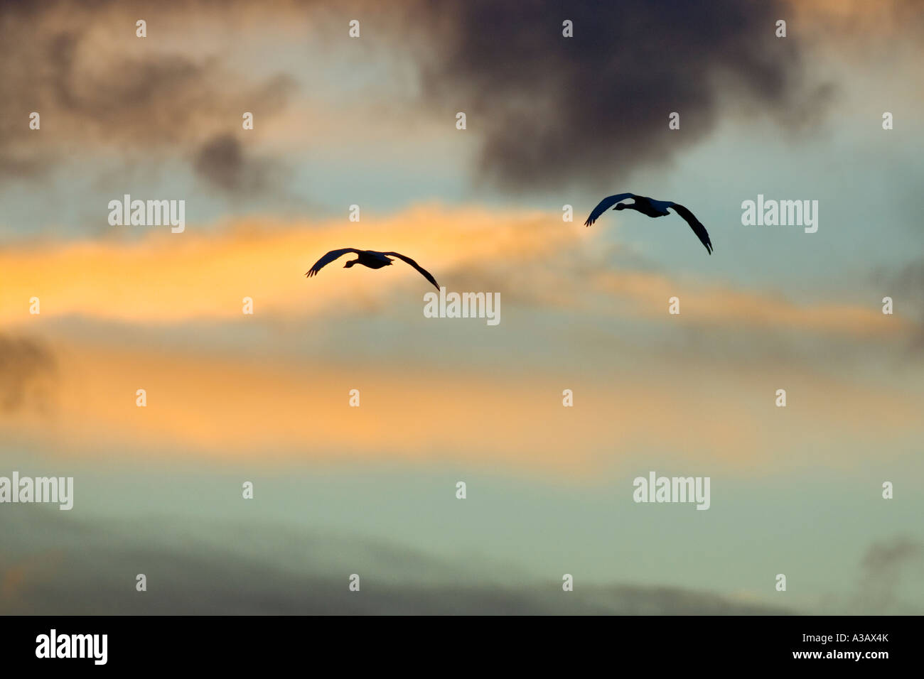 Singschwäne Cygnus Cygnus im Flug mit morgendlichen Himmel welney Stockfoto