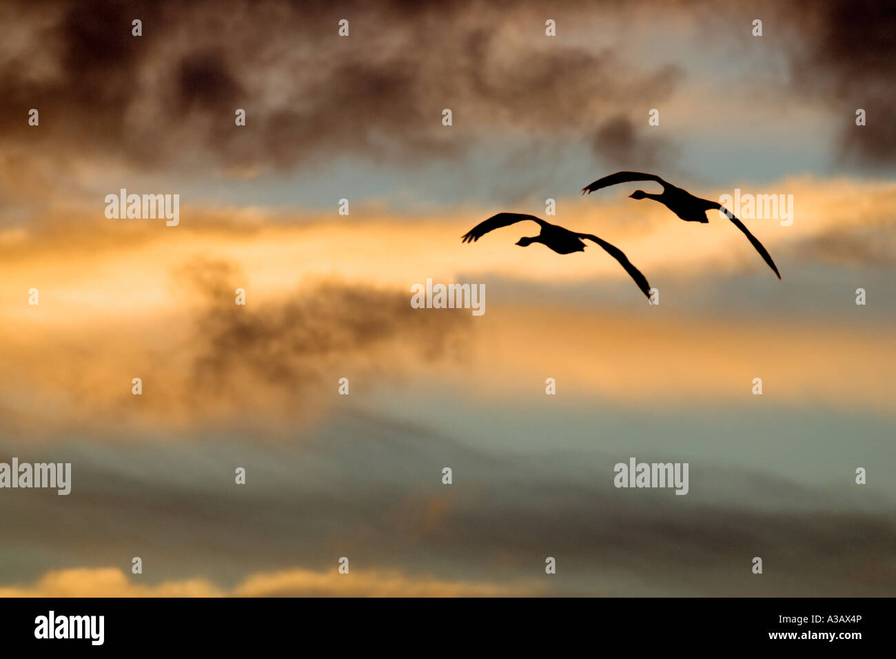 Singschwäne Cygnus Cygnus im Flug mit morgendlichen Himmel welney Stockfoto