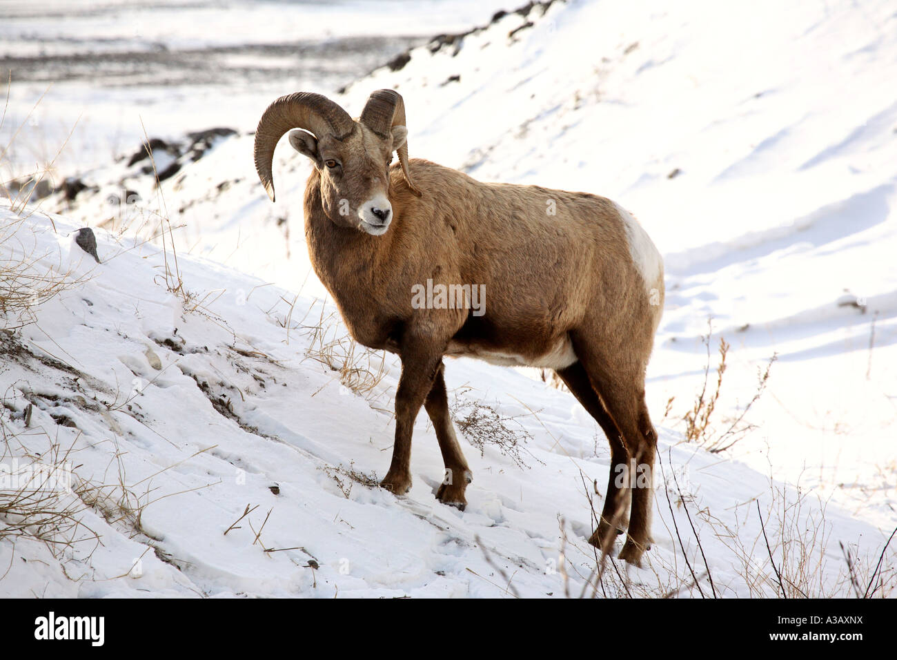 Bighorn Schafe Ram im winter Stockfoto