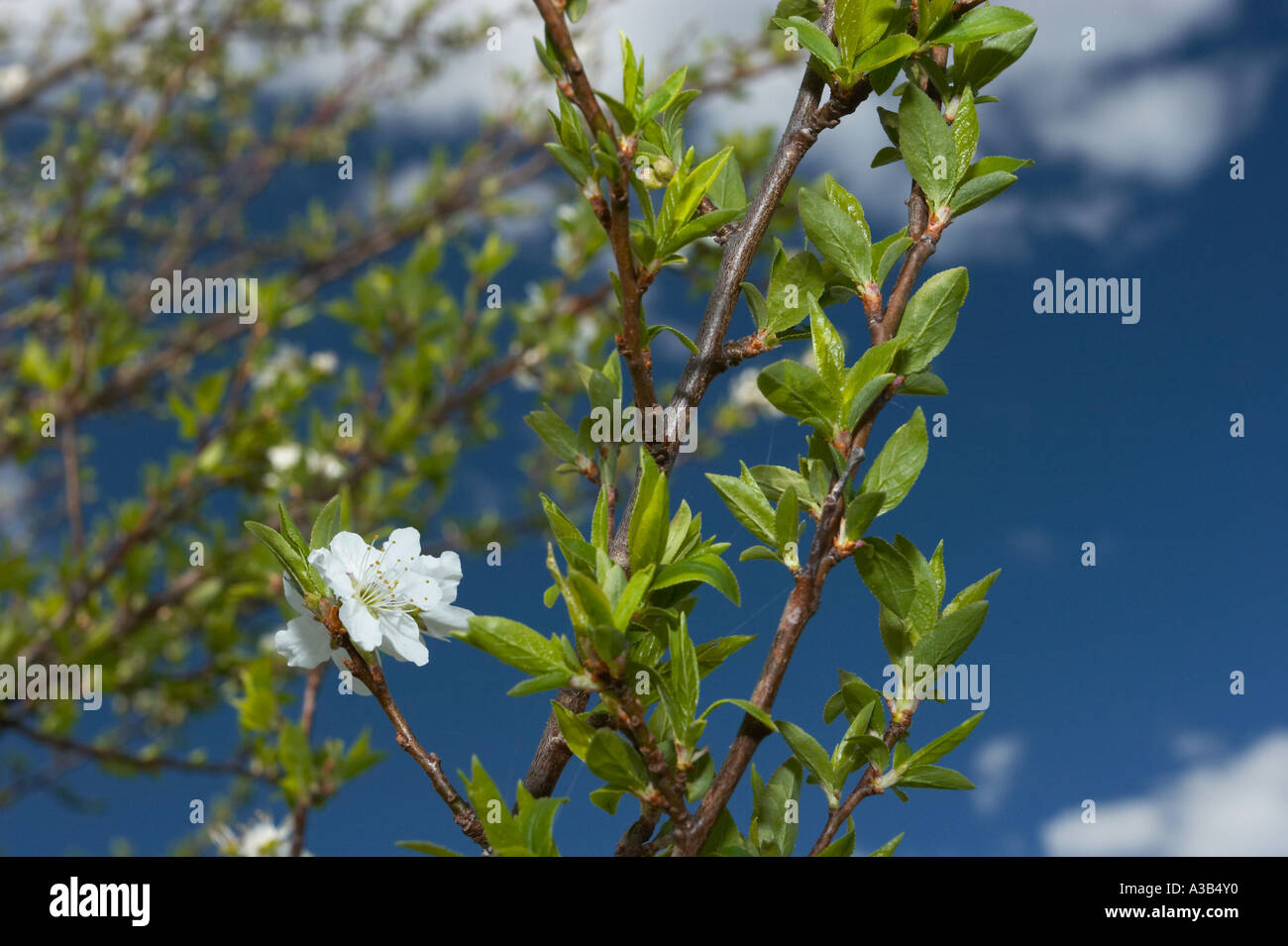 Kirschblüten vor blauem Himmel. Stockfoto