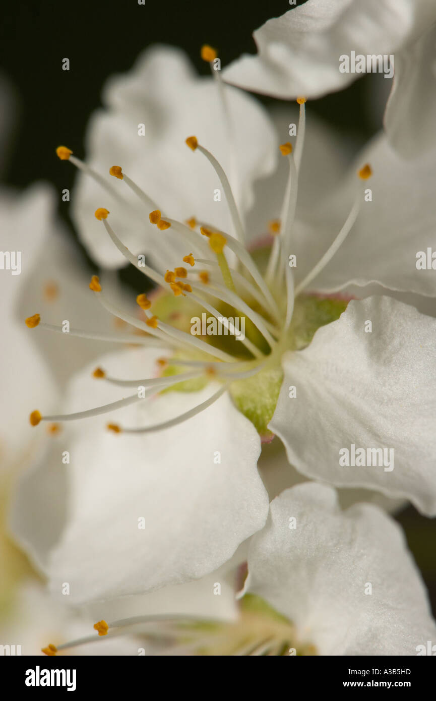 Kirschblüten aus nächster Nähe. Stockfoto