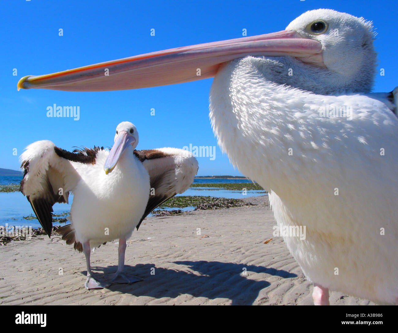 Twos Company Pelecanus conspicillatus. Ein Paar der australischen Pelikane South Australia Stockfoto