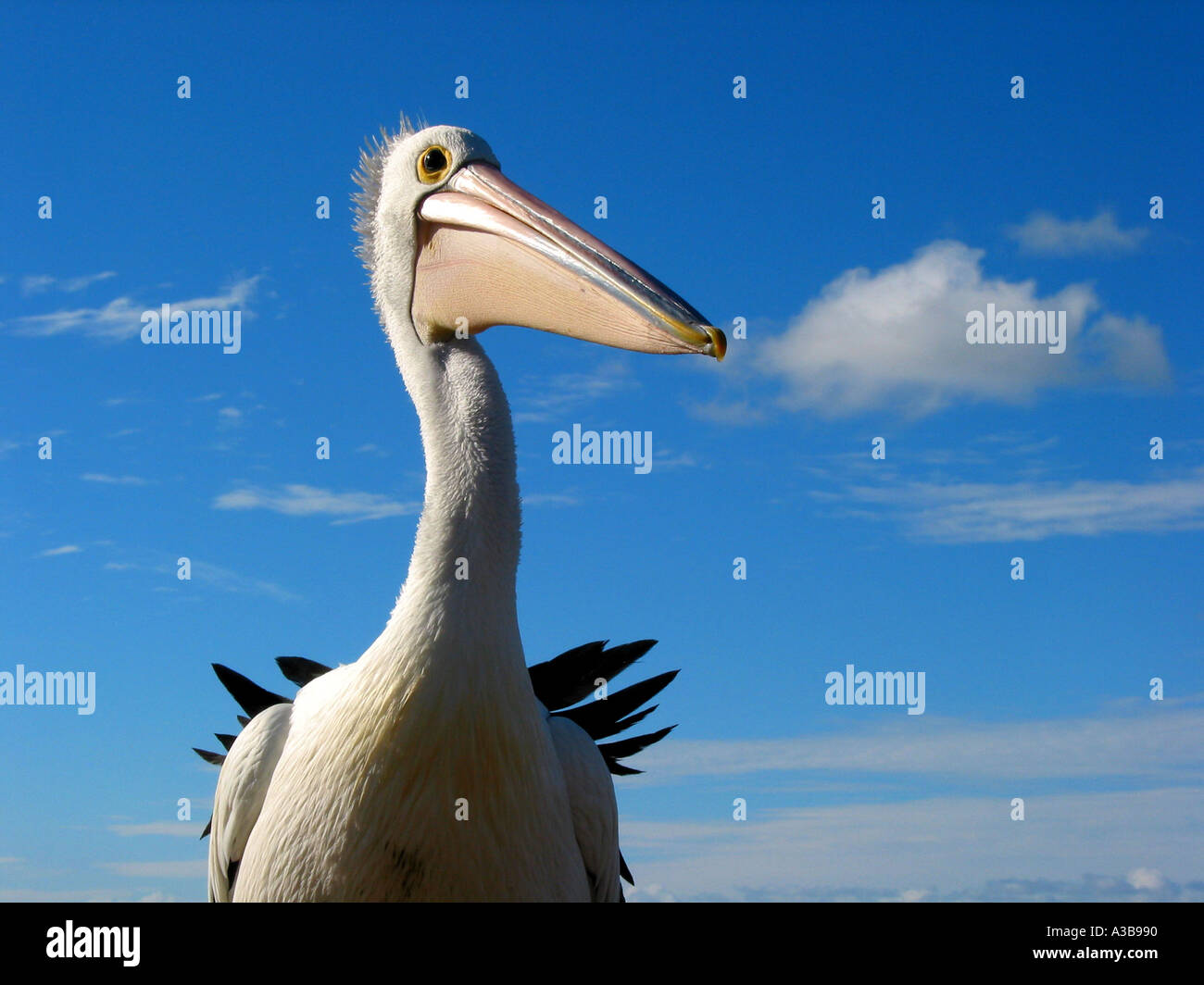 Herr Percival Pelecanus Conspicillatus australische Pelican Tierwelt Australien Südaustralien Stockfoto