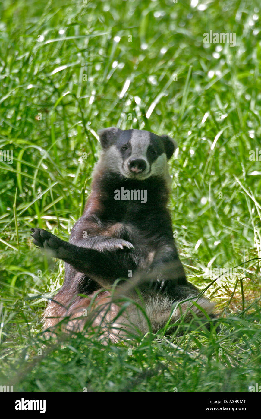 Meles Meles Pflege Fv Dachs Stockfotografie Alamy