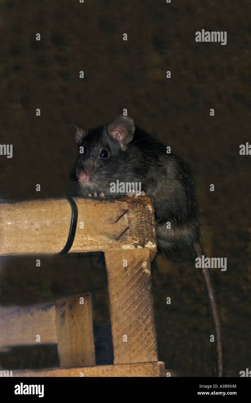 Schwarze Ratte Rattus Rattus sitzen auf Holzständer sv Stockfoto