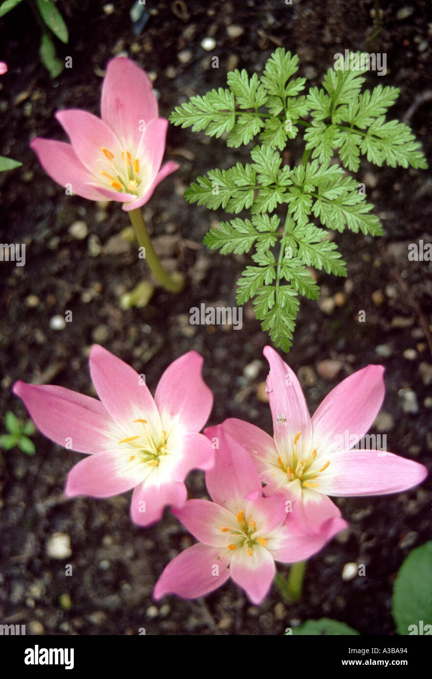 Rosa Blumen grünes Blatt Natur Nahaufnahme Stockfoto