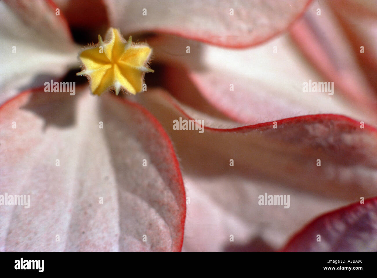 Gelbe Blume rosa Blatt Natur Nahaufnahme Stockfoto