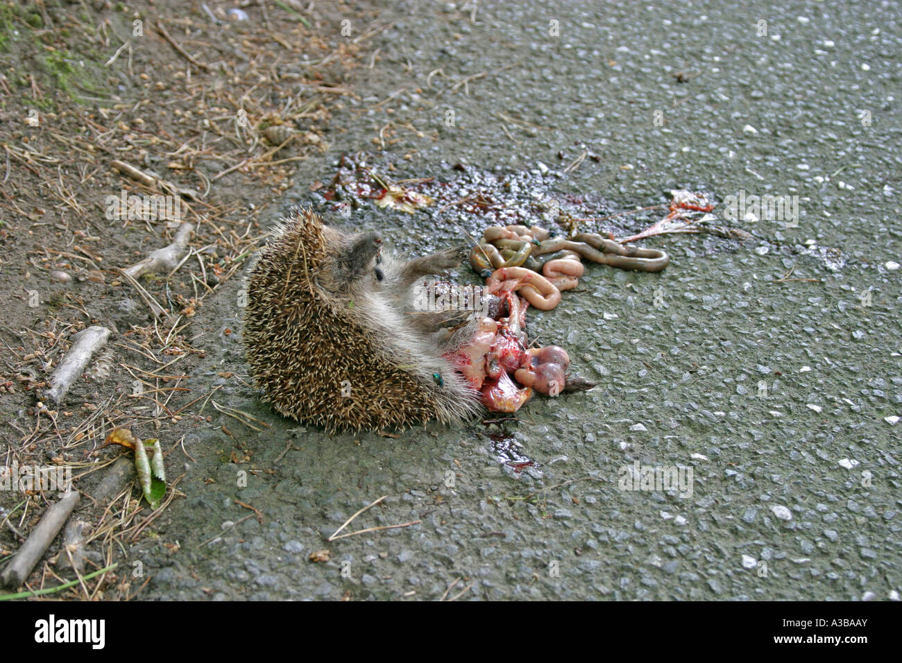 Igel Erinaceus Europaeus roadkill Stockfoto