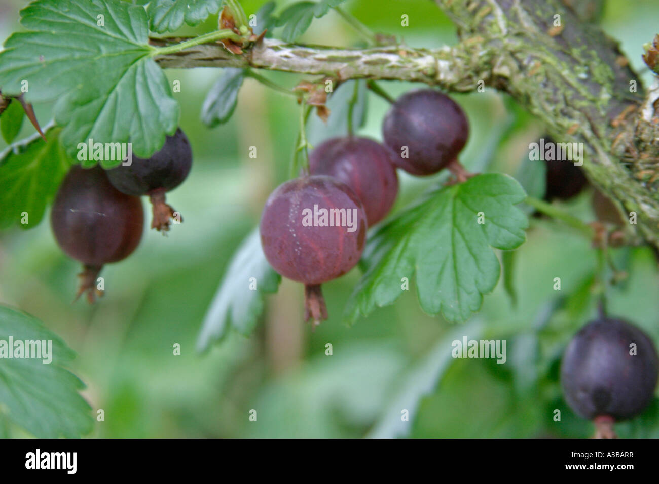 Stachelbeere Hybrid Worcesterberry X blackcurrent Nahaufnahme von Obst Stockfoto