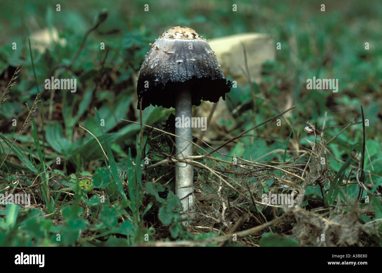 Pilz Stockfoto