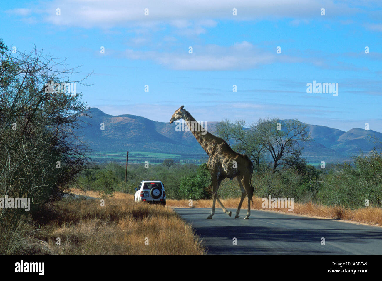 Südafrika Kruger National Park Giraffe Straße mit auf Safari jeep Stockfoto
