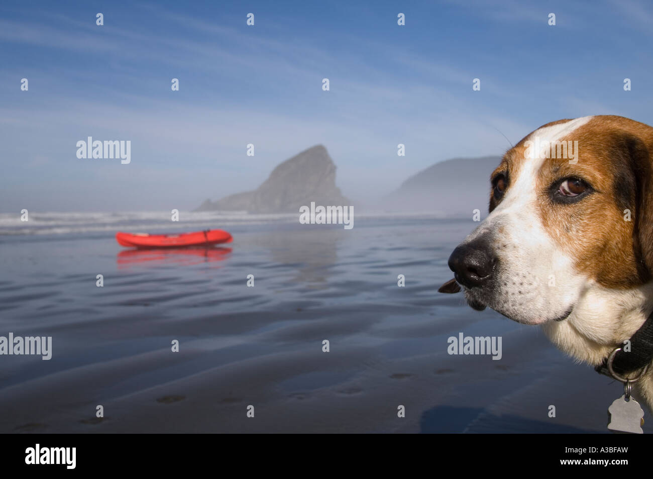 Basset Hound Dog und Kajak am Strand von Myers Creek Gebiet des Pistol River State Park auf der südlichen Küste von Oregon Stockfoto