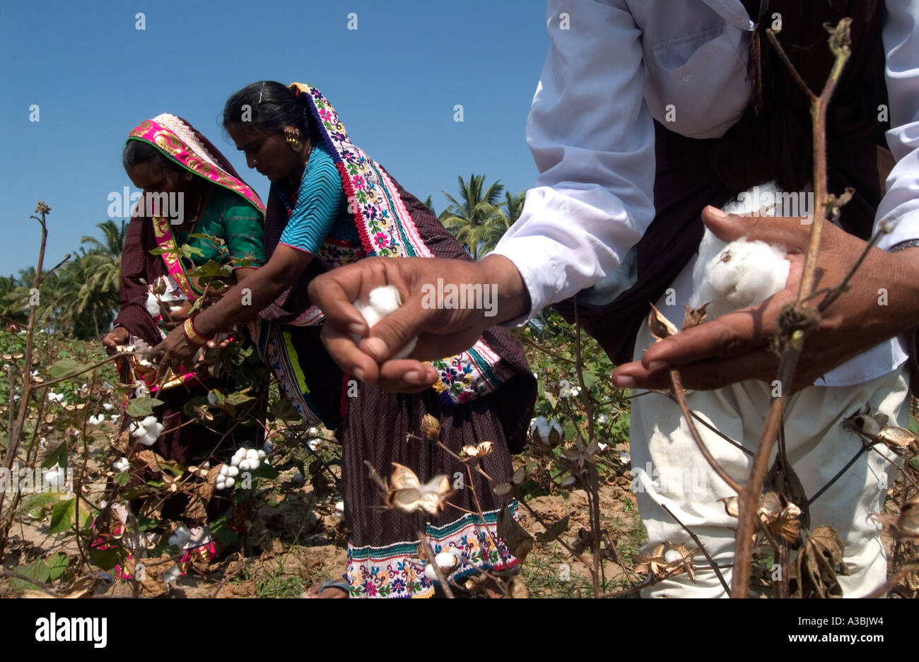 Bauern die Ernte von Baumwolle in Gujarat, Indien. Diese Bauern liefern Fairtrade-Baumwolle, Supermärkte im Vereinigten Königreich Stockfoto