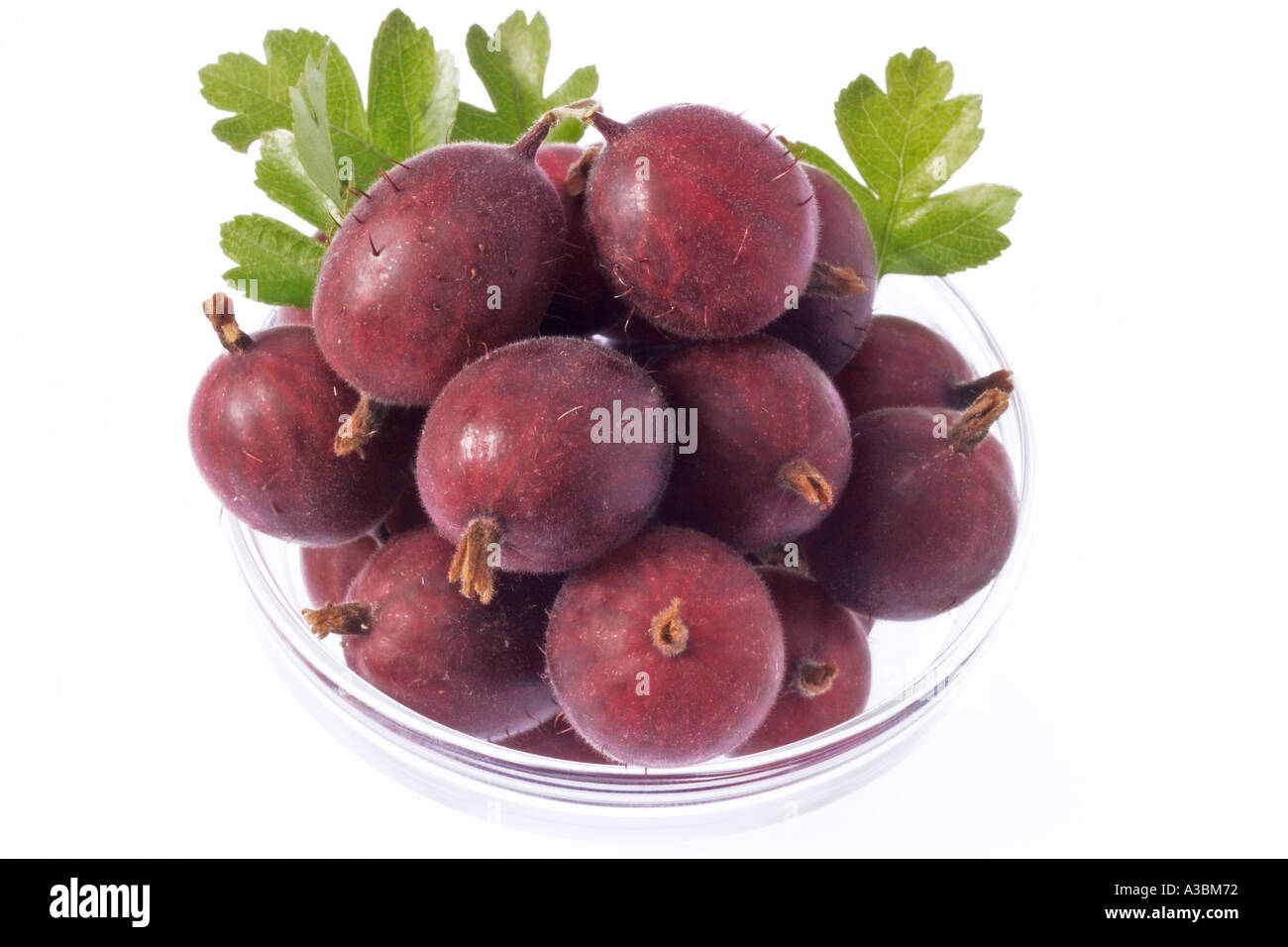 Rote Stachelbeeren in Schüssel, Nahaufnahme Stockfoto