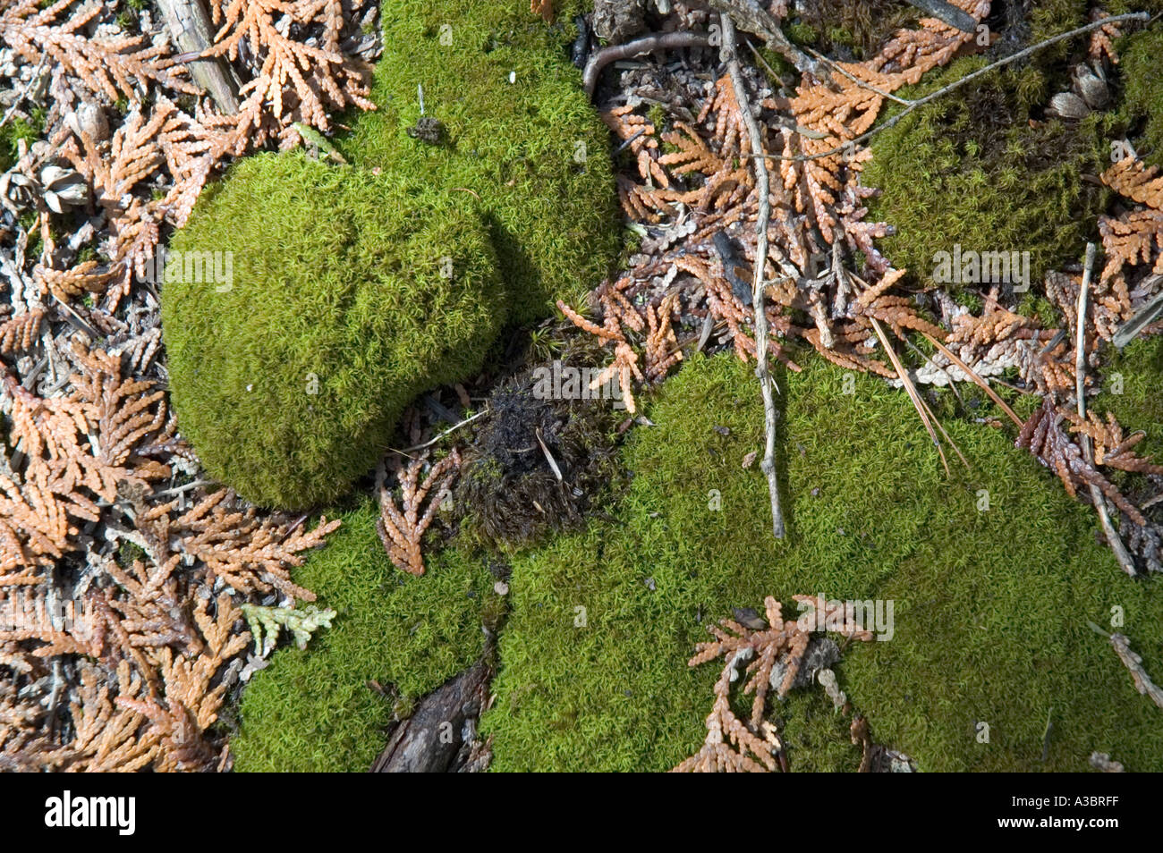 Moos auf dem Waldboden, umgeben von Toten Zeder Blätter Stockfoto