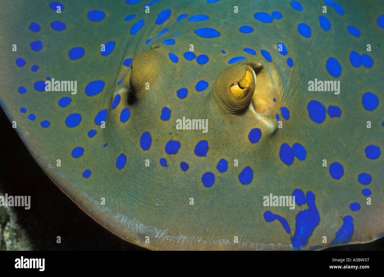 Blau gefleckte Pfauentaube ray Stockfoto