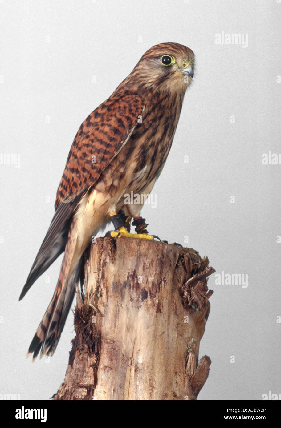 Turmfalke, Falco Tinnunculus Falconidae Stockfoto