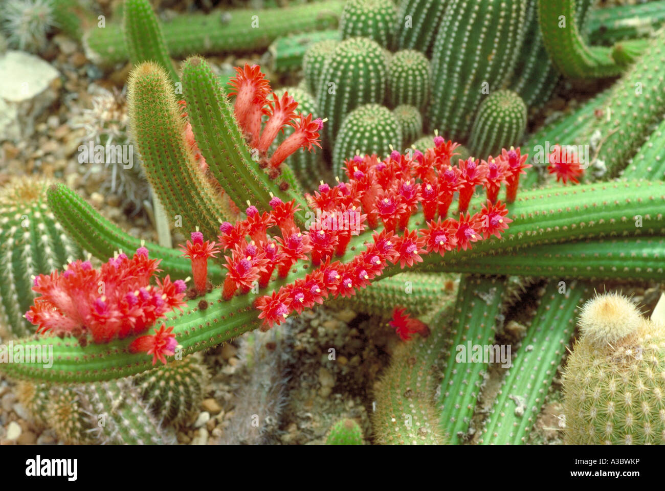 Cleistocactus Samaipatanus (SY Borzicactus Samaipatanus), Cactaceae. Bolivien, Peru, Südamerika. Stockfoto