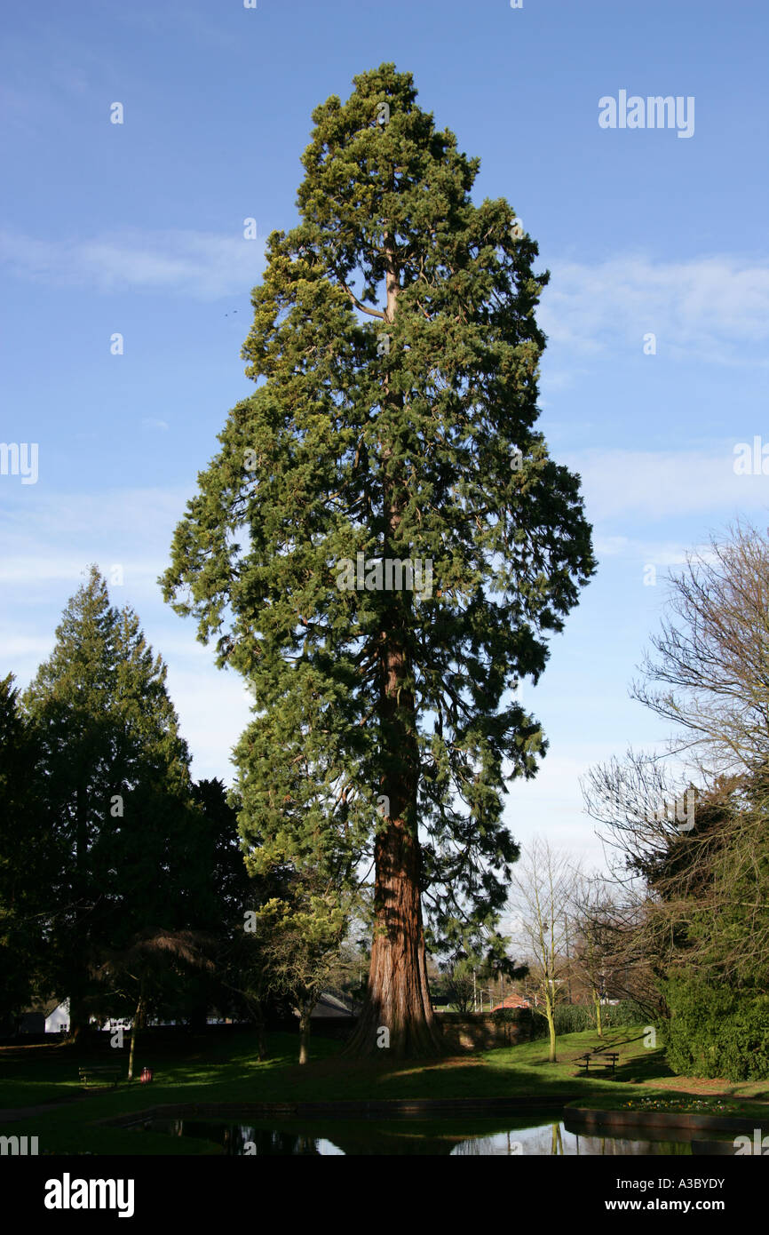 Riesiger Redwood-Baum in Tring Memorial Gardens, Hertfordshire, Großbritannien Stockfoto