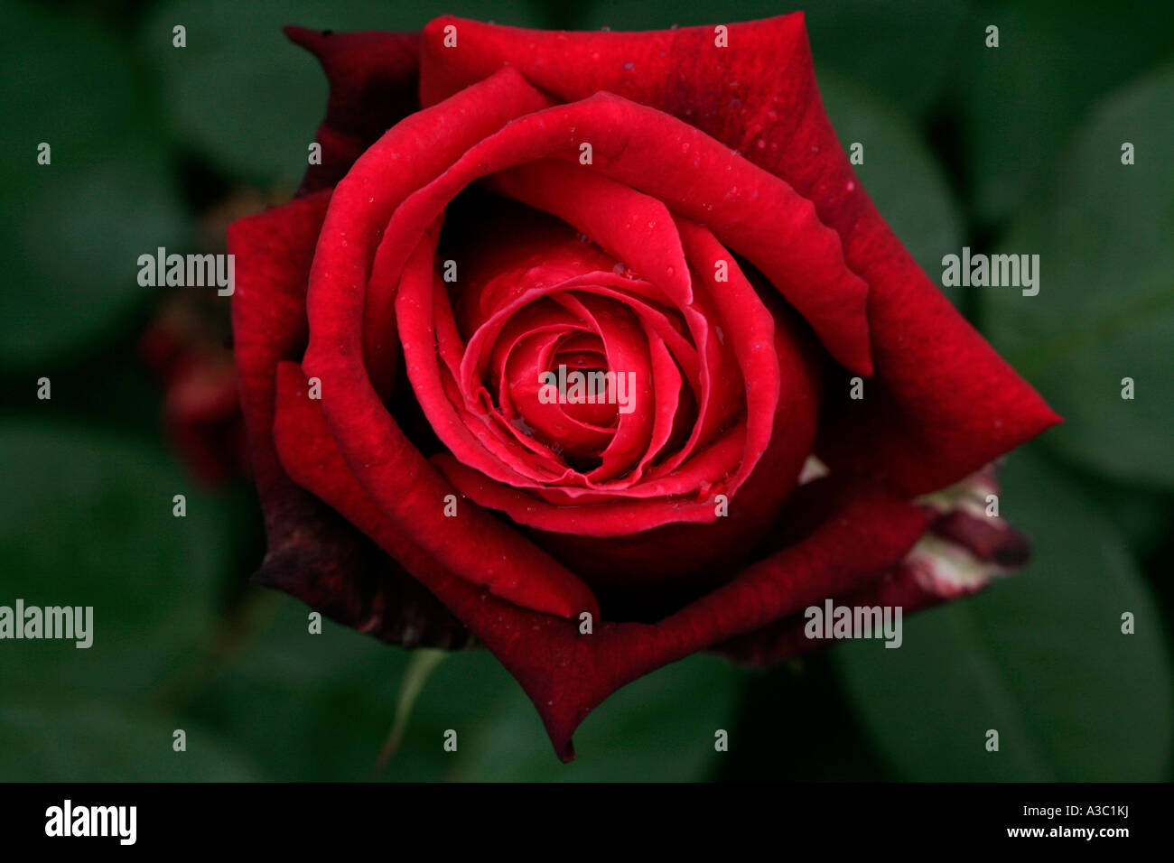 Tief rote rose Stockfoto