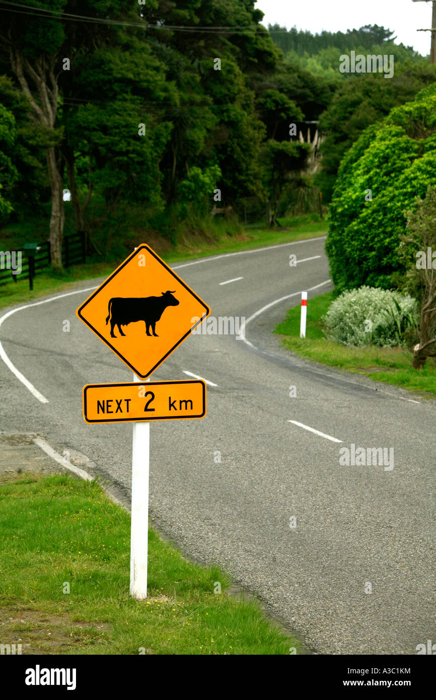 Autofahren in Neuseeland Kühe auf der Straße Stockfoto