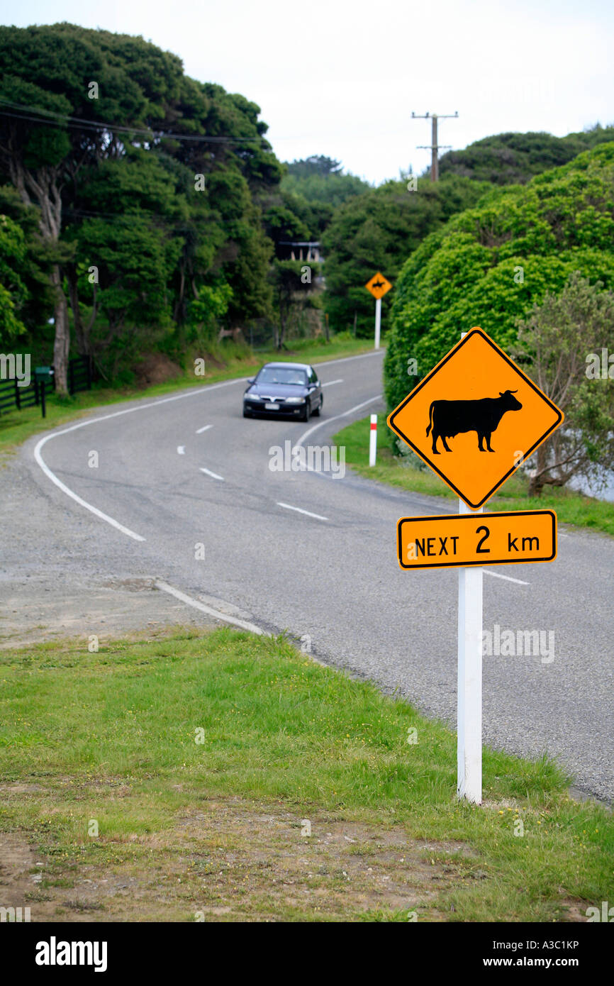 Autofahren in Neuseeland Kühe auf der Straße Stockfoto