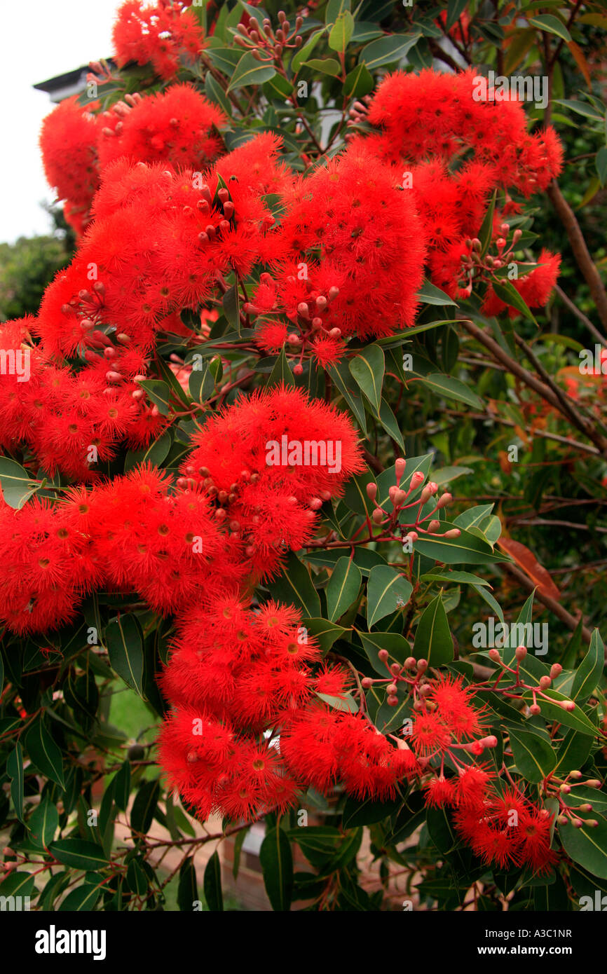 Ein Vermillion West Australian Blüte gum Stockfoto