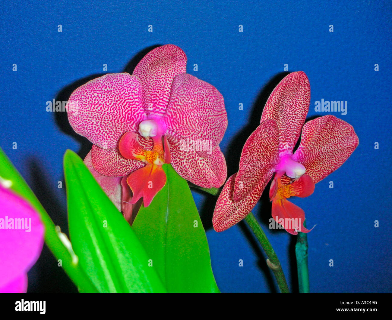 Phalaenopsis Nachtfalter-Orchideen Stockfoto