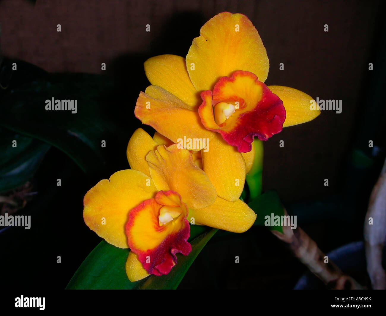 Potinara Orchideen Stockfoto