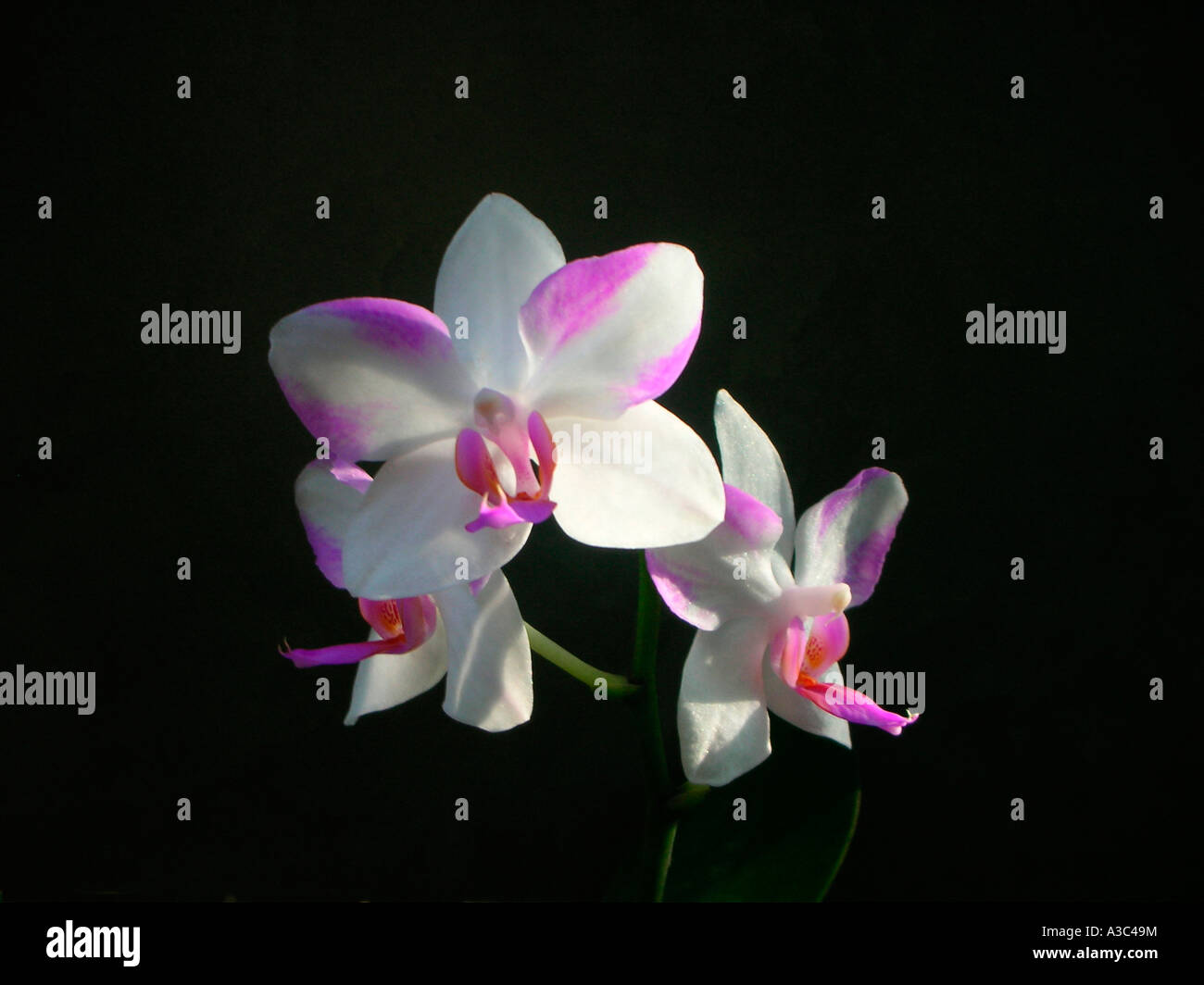 Motte Orchidee Phalaenopsis Stockfoto