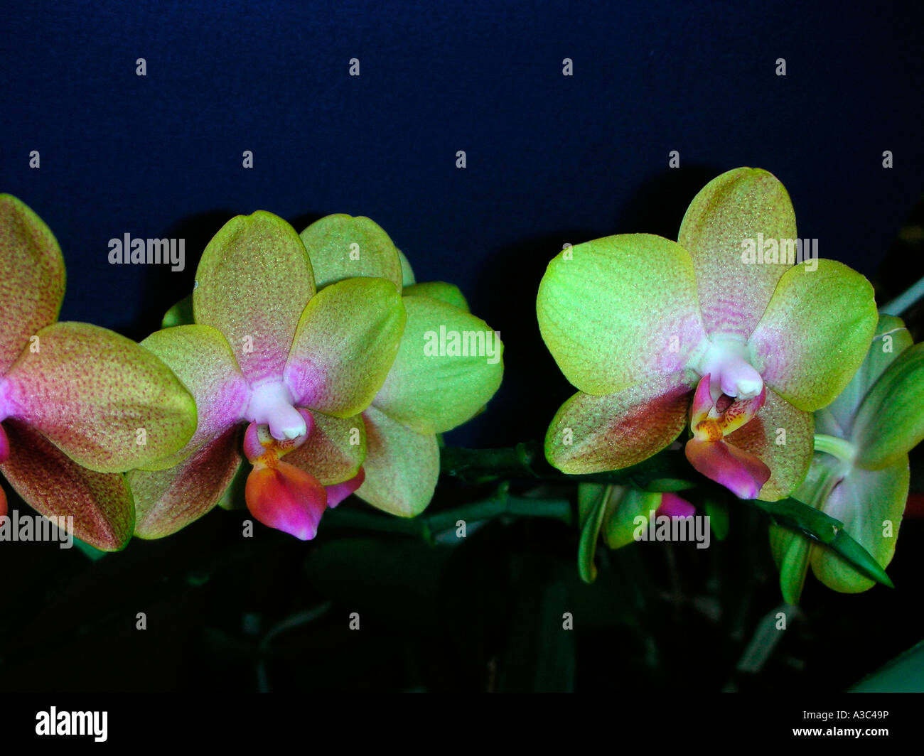Phalaenopsis Nachtfalter Orchidee Stockfoto