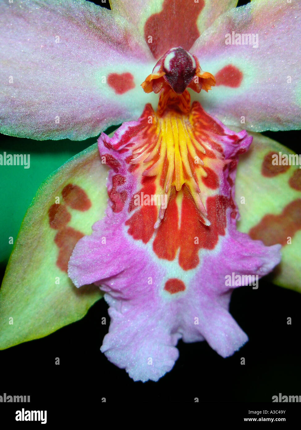 Orchid Vuylstekeara Heiliger Sand Stockfoto