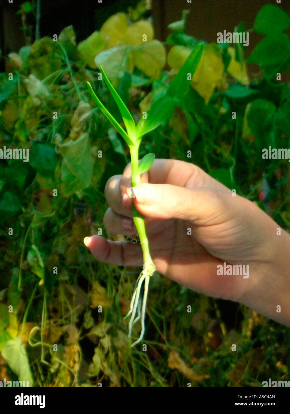 Ableger Keiki Nobile Art Dendrobium Orchidee Stockfoto