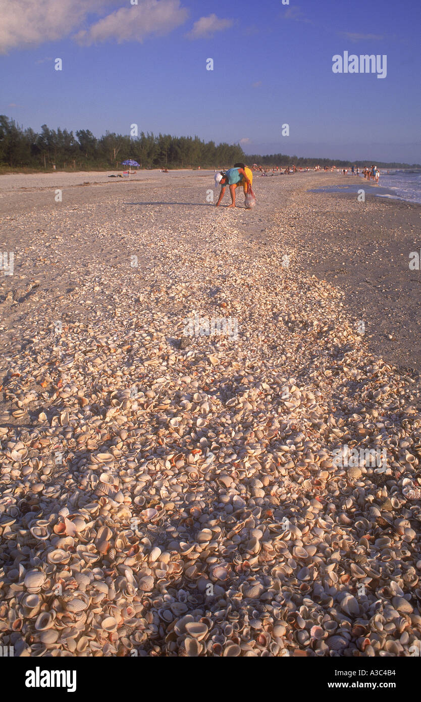 USA Florida Sanibel Island Schale sammeln auf Bowmans Beach Stockfoto