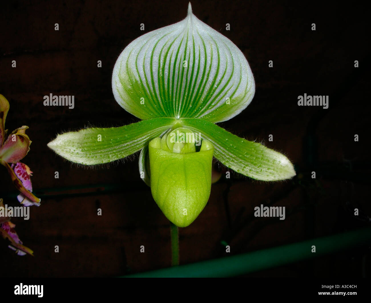 Ladyslipper Orchidee Paphiopedilum Maudiae Stockfoto
