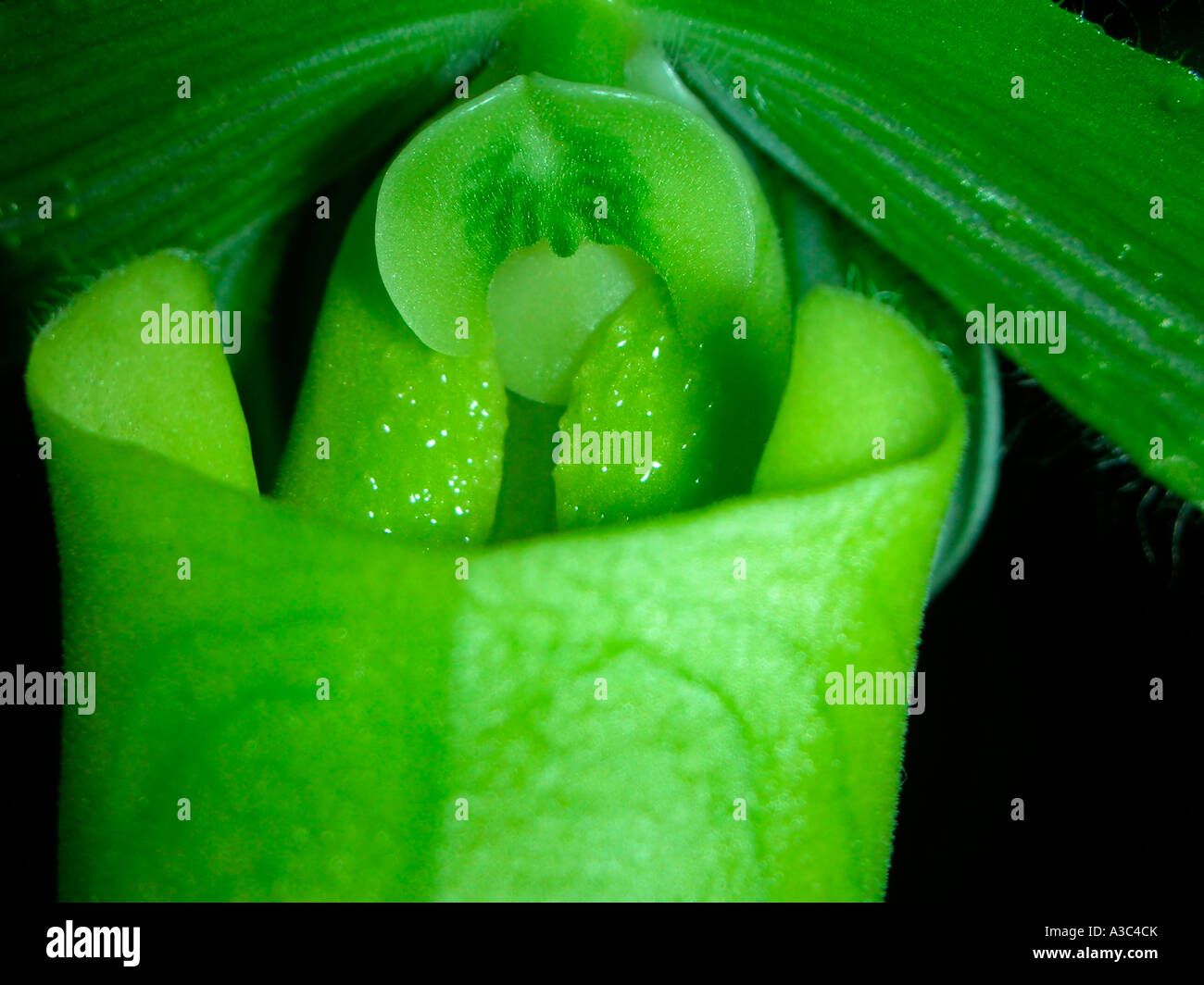 Ladyslipper Orchidee Paphiopedilum Maudiae Stockfoto