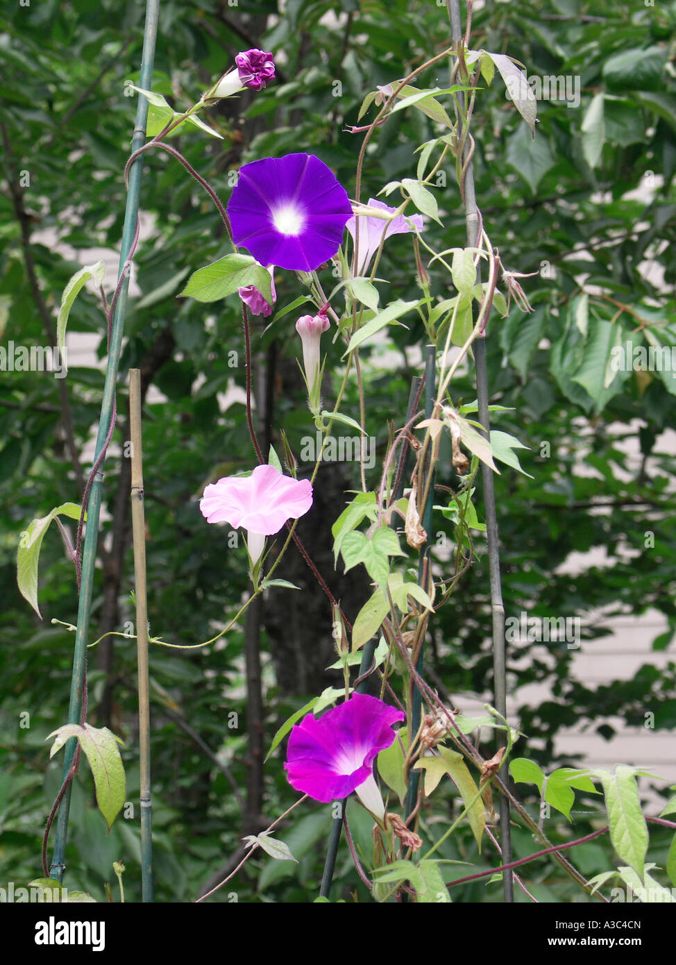 Morning Glory-Blüten Stockfoto