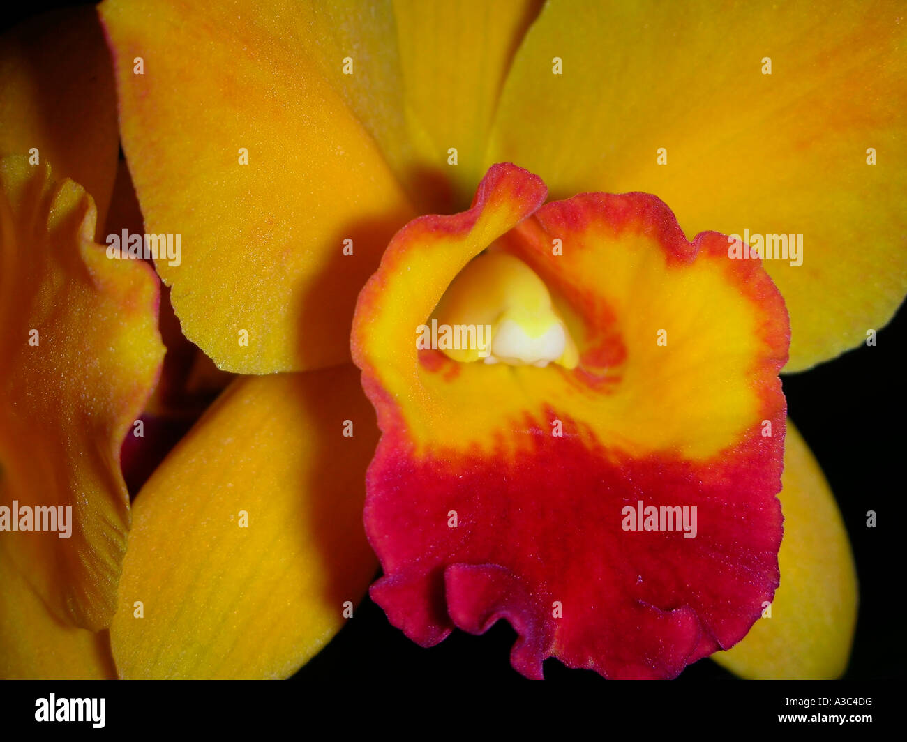 Potinara Orchidee Stockfoto