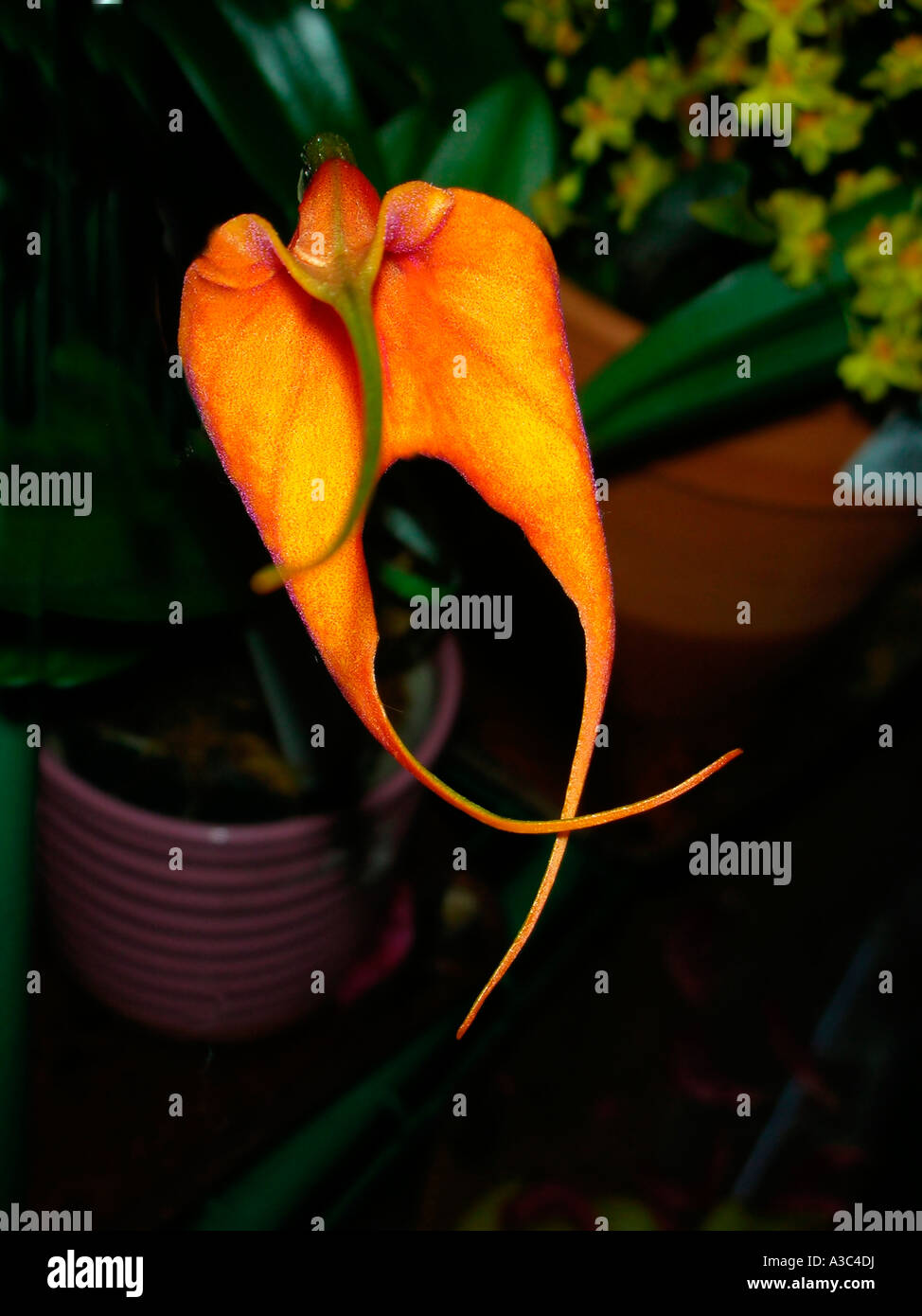 Masdevallia Orchidee Stockfoto