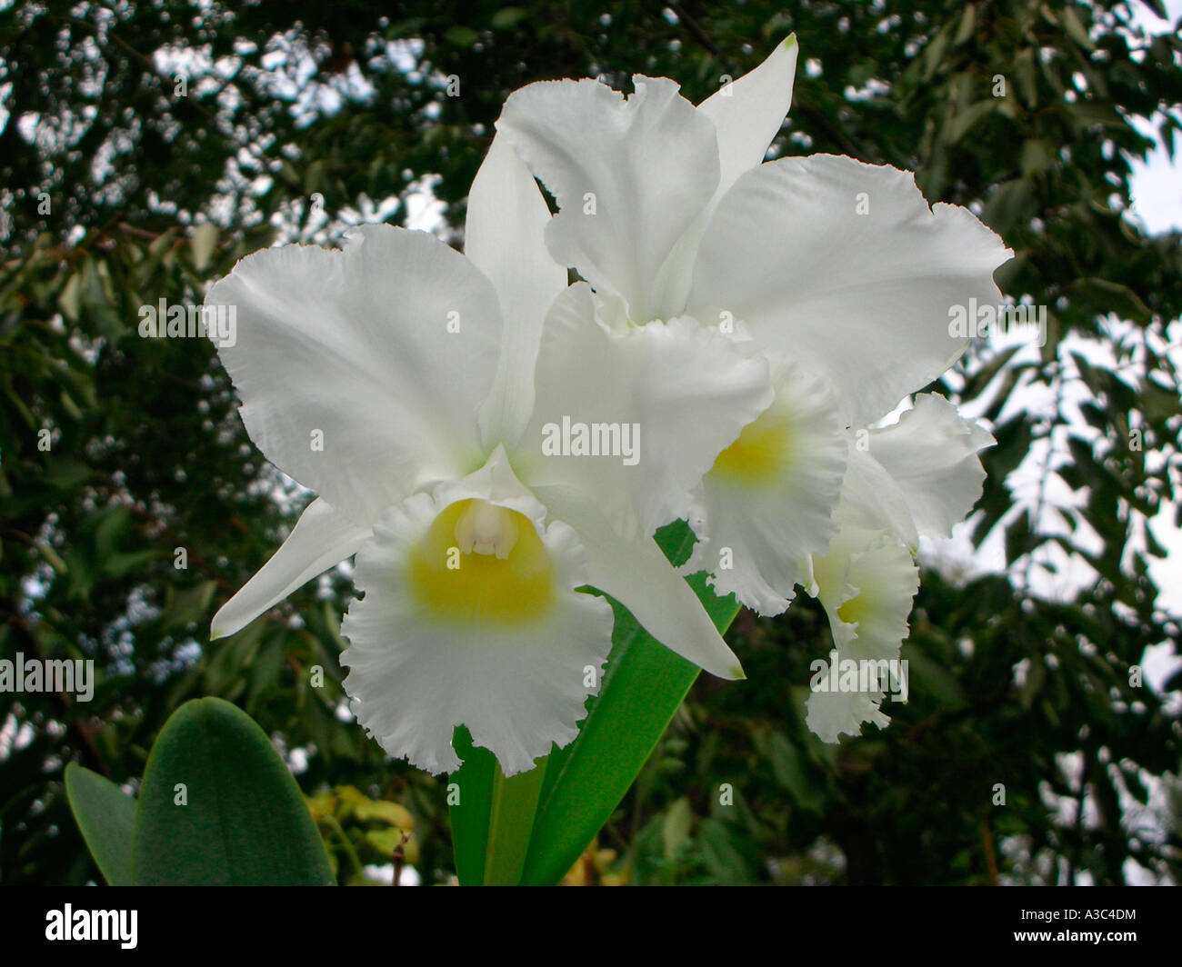 eine klassische weiße Cattleya Orchidee Stockfoto