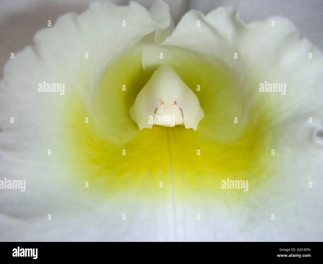 extreme Nahaufnahme des Zentrums eine weiße Cattleya Orchidee Stockfoto