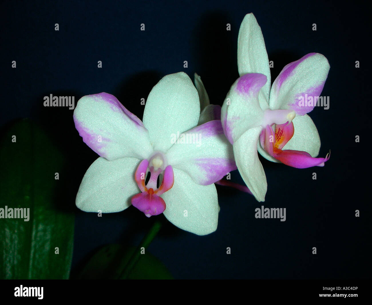 Miniatur "Motte Orchidee" Phalaenopsis Stockfoto