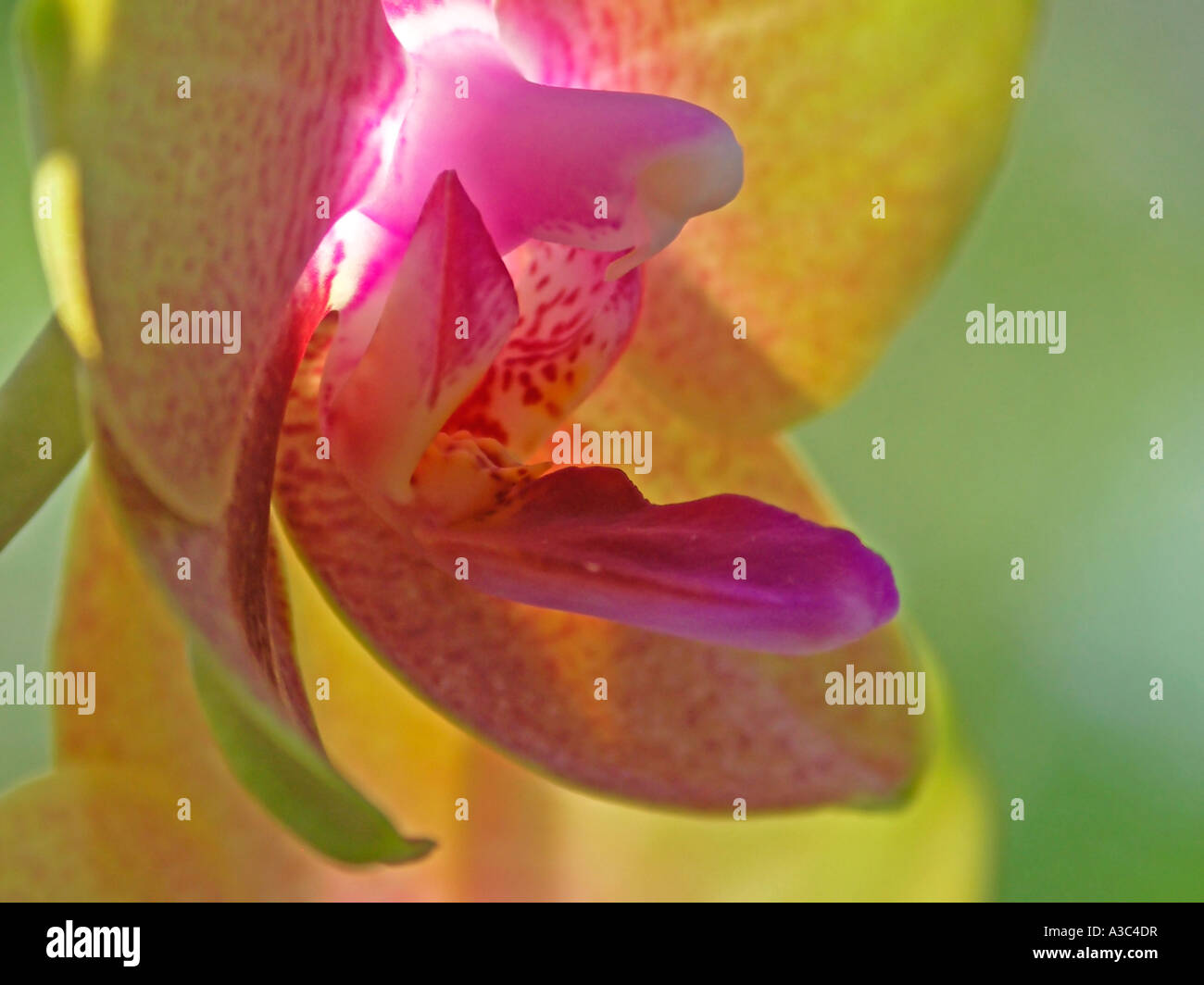 Phalaenopsis Nachtfalter Orchidee Stockfoto