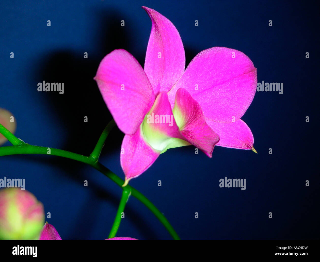 Dendrobium Orchidee Stockfoto