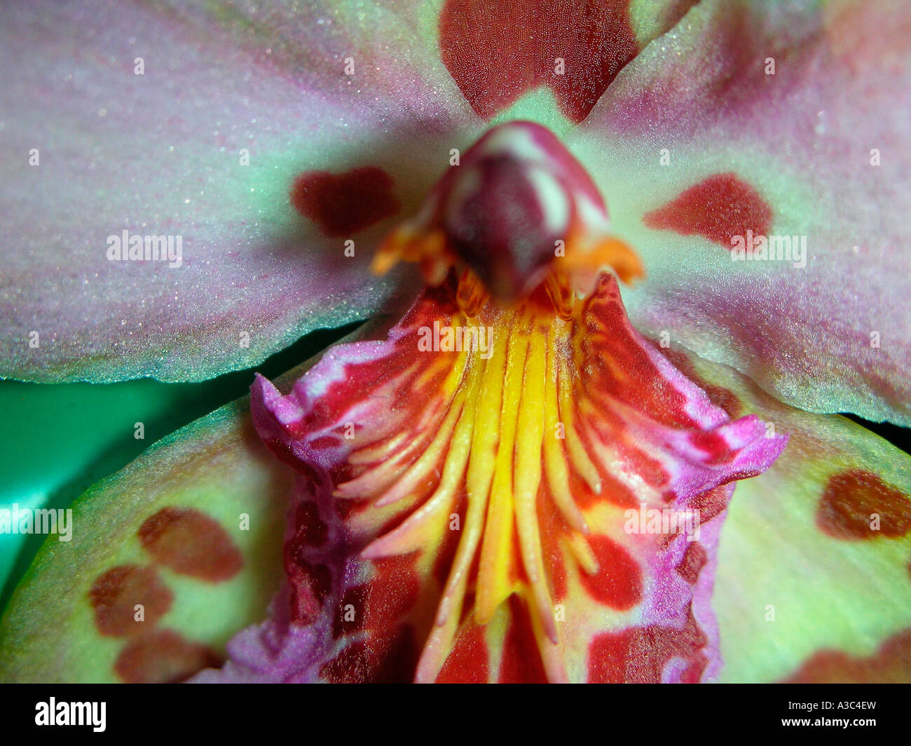 Orchid Vuylstekeara Heiliger Sand Stockfoto