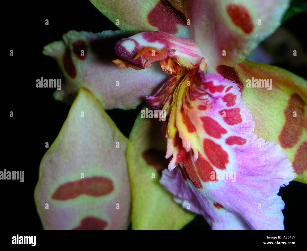 Orchid Vuylstekeara Heiliger Sand Stockfoto