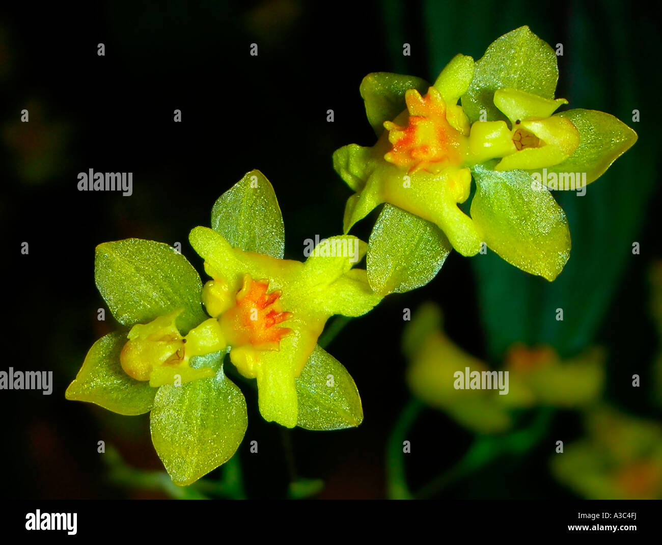 Orchidee Oncidium funkeln Stockfoto