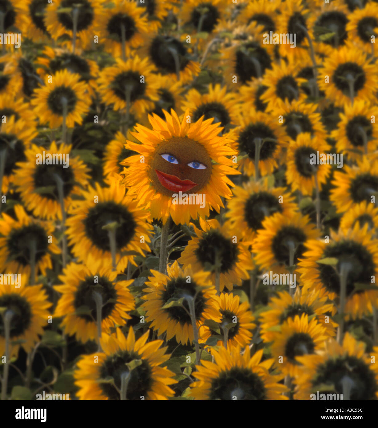 Die glückliche einzelne Sonnenblume in einem Meer von Sonnenblumen in die andere Richtung Stockfoto