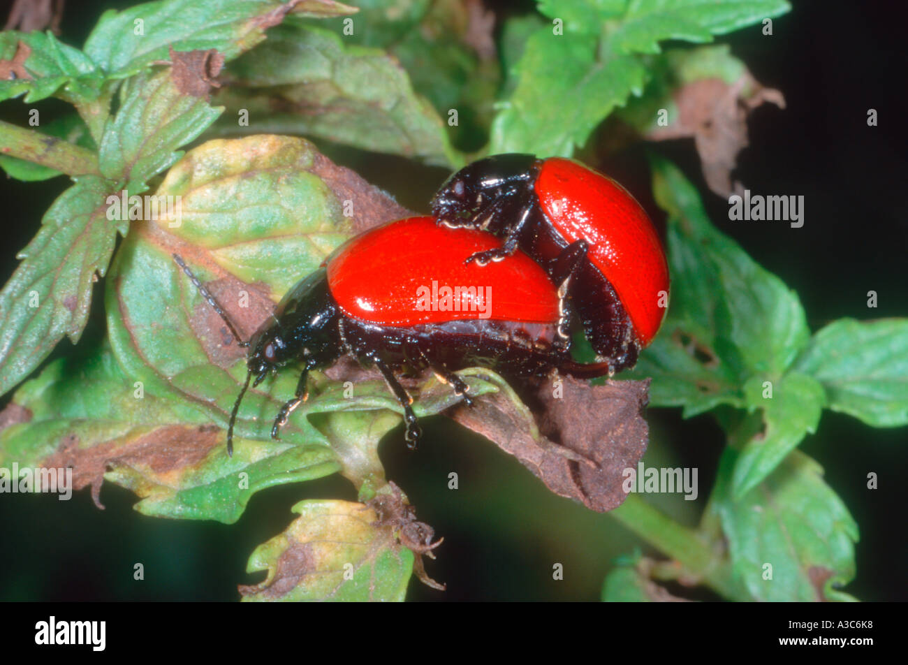 Blattkäfer, Chrysomela Populi. Paar Paarung Stockfoto